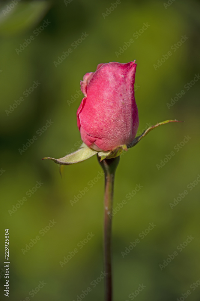 FLOWERS - rose on green background FLOWERS - rose on green background