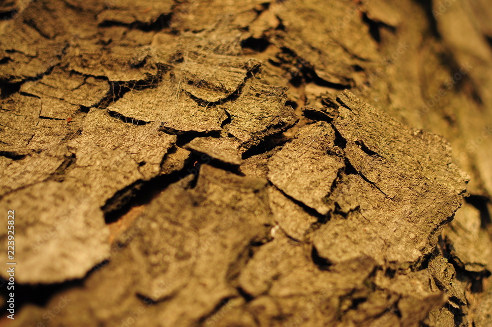 Fototapeta premium Bark Tree Texture