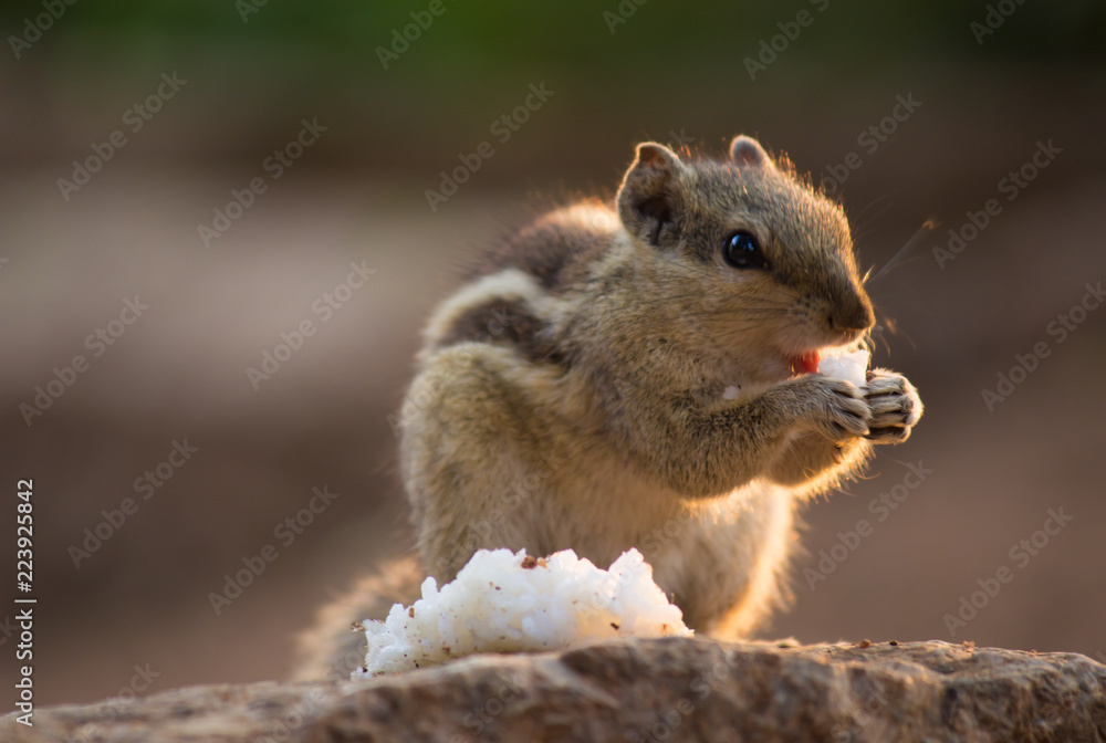 Obraz premium A Squirrel on the tree trunk looking curiously in its natural habitat with a nice soft green blurry background.