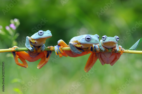 Flying frog on branch, tree frog, Javan tree frog