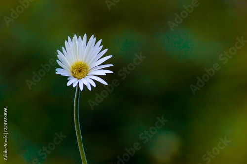 Fototapeta Naklejka Na Ścianę i Meble -  White sunflower blooming away on a beautiful spring day