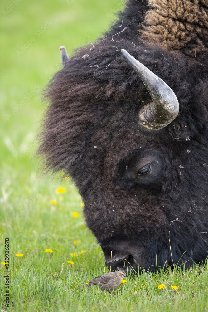 bison (Bison bison), Yellowstone NP, Wyoming bison (Bison bison), Yellowstone NP, Wyoming