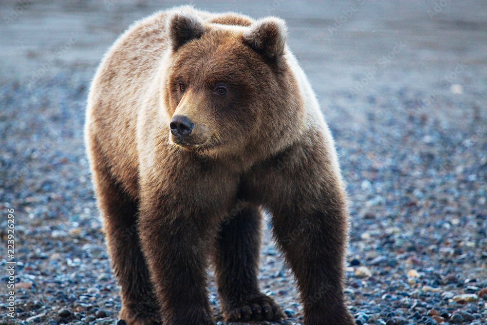Obraz premium brown bear