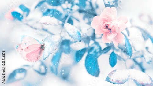 Beautiful delicate butterfly and pink roses with blue leaves in snow and frost in a winter garden. Christmas artistic image.