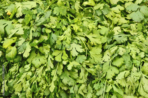 A lot of Coriander in the market with full frame.