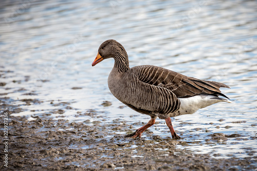 Solitary greylag goose wading in mudflats