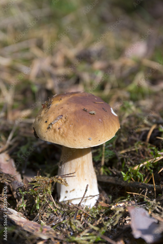 The white Summer Boletus in the Forest The white Summer Boletus in the Forest