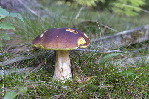 The white Summer Boletus in the Forest