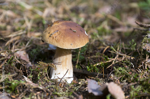 The white Summer Boletus in the Forest
