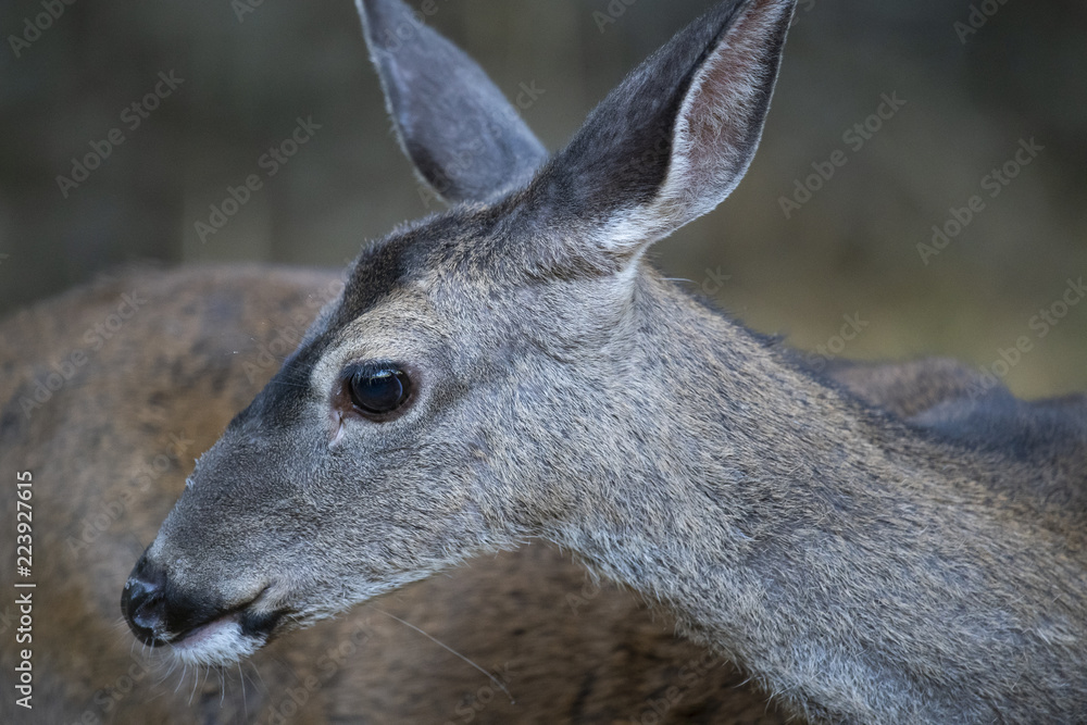 California mule deer (Odocoileus hemionus californicus) doe closeup