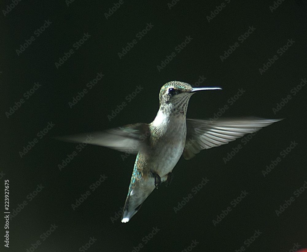 Fototapeta premium Ruby Throated Humming Bird