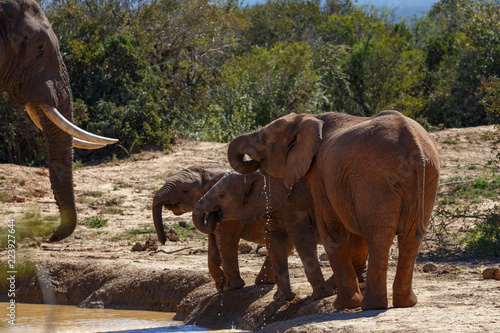 Elephant family drinking water together