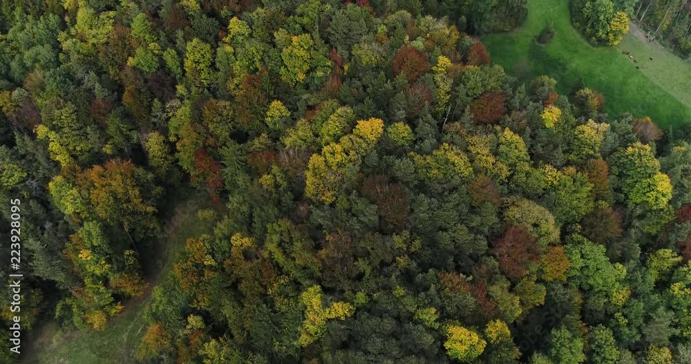 Aerial close up green view of forest with fall colors, farm land and cattle during sunny autumn day. Drone flying forward filming down and tilting up at Uetliberg mountain. Zurich. Switzerland. Aerial close up green view of forest with fall colors, farm land and cattle during sunny autumn day. Drone flying forward filming down and tilting up at Uetliberg mountain. Zurich. Switzerland.
