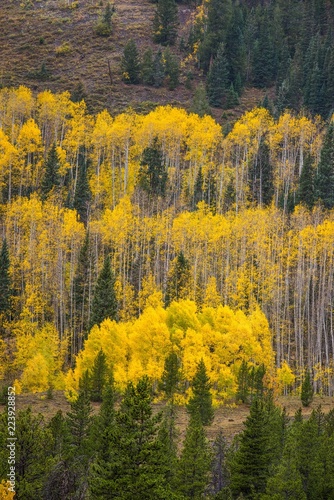 Aspen and Evergreen trees in Colorado