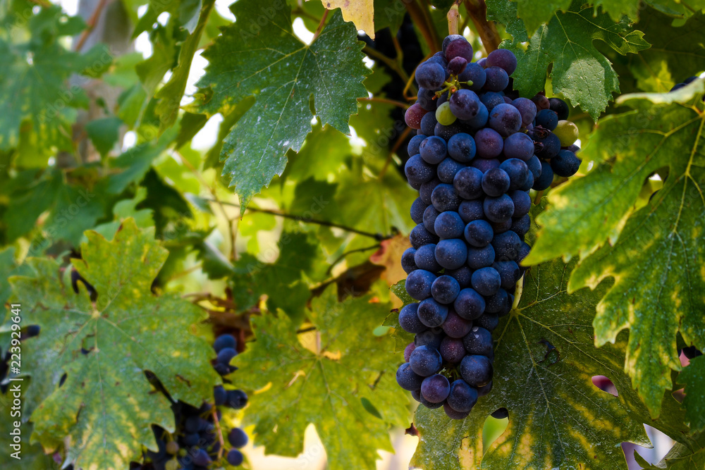 Red Grapes on the Vine