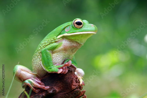 Whitelipped tree frog on wood, tree frog