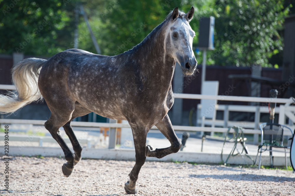 Running grey sportive horse in manage Running grey sportive horse in manage