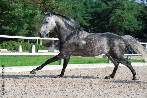 Running and playing grey sportive horse in manage