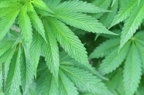 Detail of outdoor growing cannabis marijuana plants