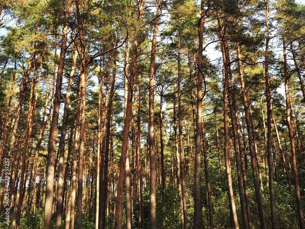 Sunlight shining through pine trees in a wood Sunlight shining through pine trees in a wood