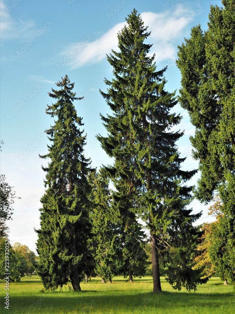 Pine trees in Kadriorg Park, Tallinn, Estonia Pine trees in Kadriorg Park, Tallinn, Estonia