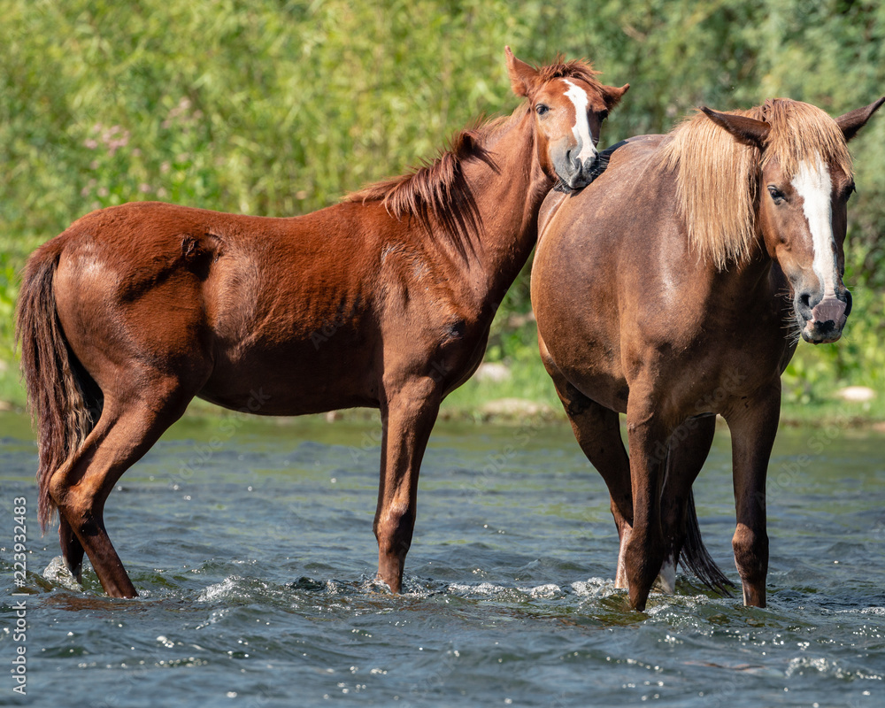 Fototapeta premium Wild Horses Along the Salt River in the Aizona Tonto National Forest