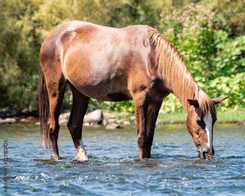 Fototapeta Naklejka Na Ścianę i Meble -  Wild Horses Along the Salt River in the Aizona Tonto National Forest