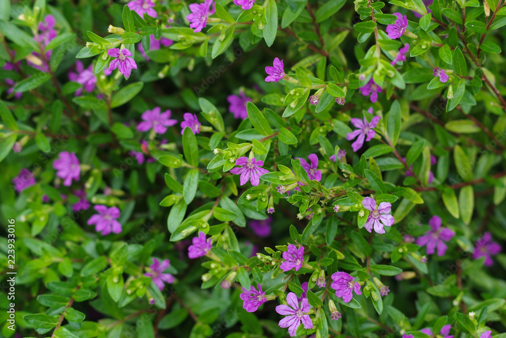Mexican Heather Mexican Heather