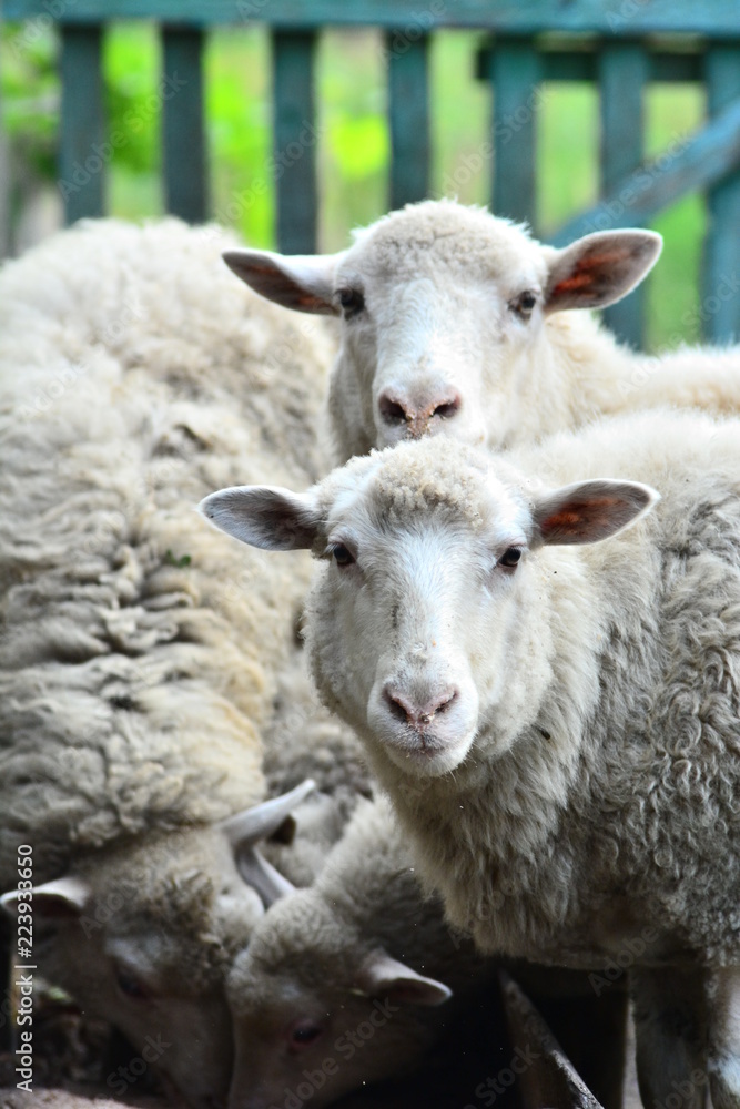 Portrait of countryside sheeps Portrait of countryside sheeps