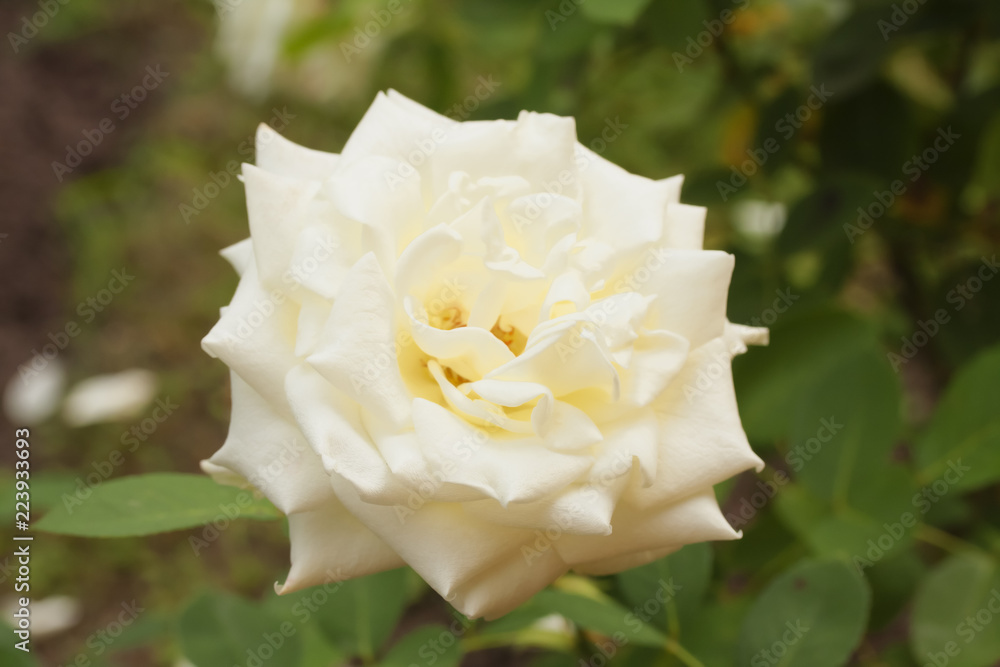 White perfect rose noble form in garden. Rose "Polarstern" of nursery  "Rosen Tantau", Germany, close-up. Stock Photo | Adobe Stock