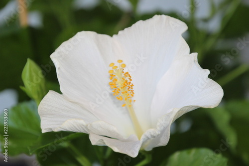 Eine weiße Blüte einer Hibiskus-Pflanze