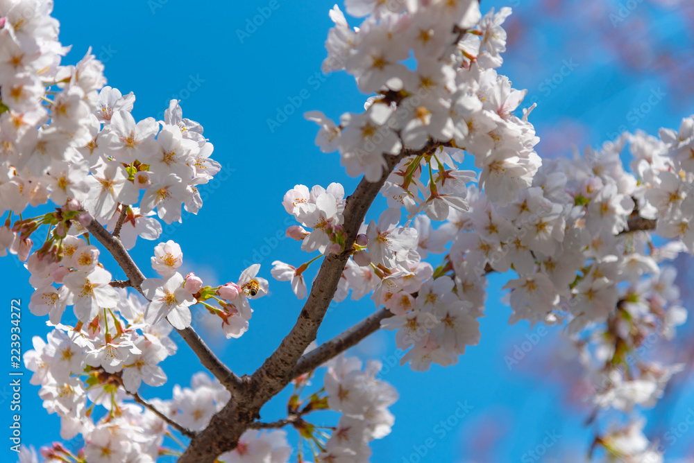 Cherry blossoms around Chidorigafuchi, Tokyo, Japan. Cherry blossoms around Chidorigafuchi, Tokyo, Japan.