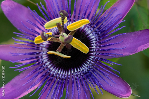 Close-up of a purple Passion Flower