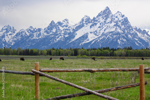 Bison in the valley with the teton mountain range behind. Grand Teton National Park