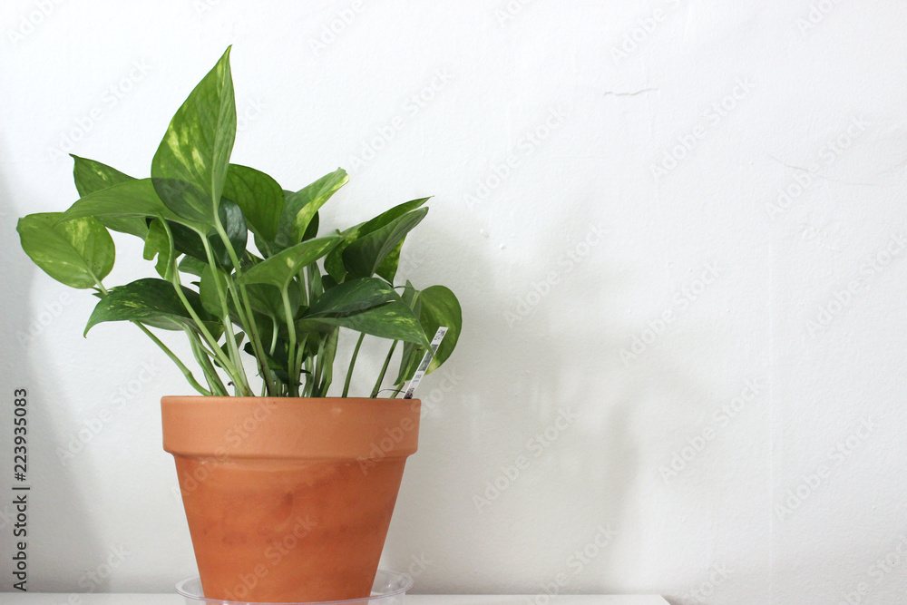 Fototapeta premium Pothos