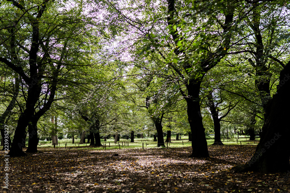Fototapeta premium 初秋の大宮公園