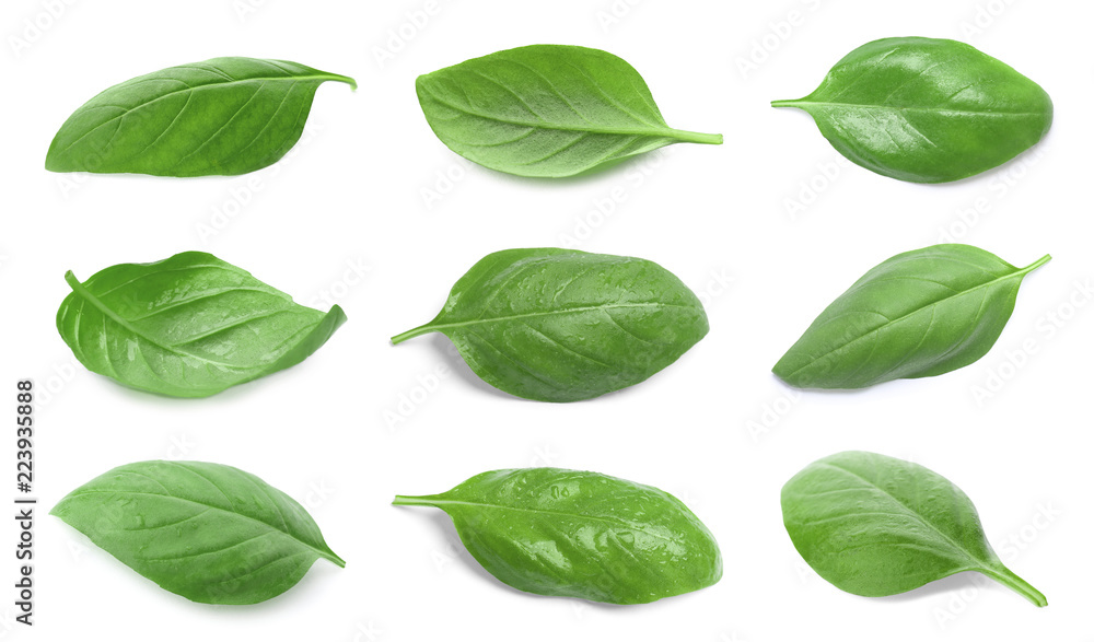 Set with green fresh basil leaves on white background - obrazy, fototapety, plakaty 
