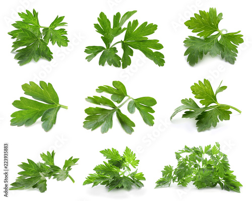 Set of fresh green parsley leaves on white background