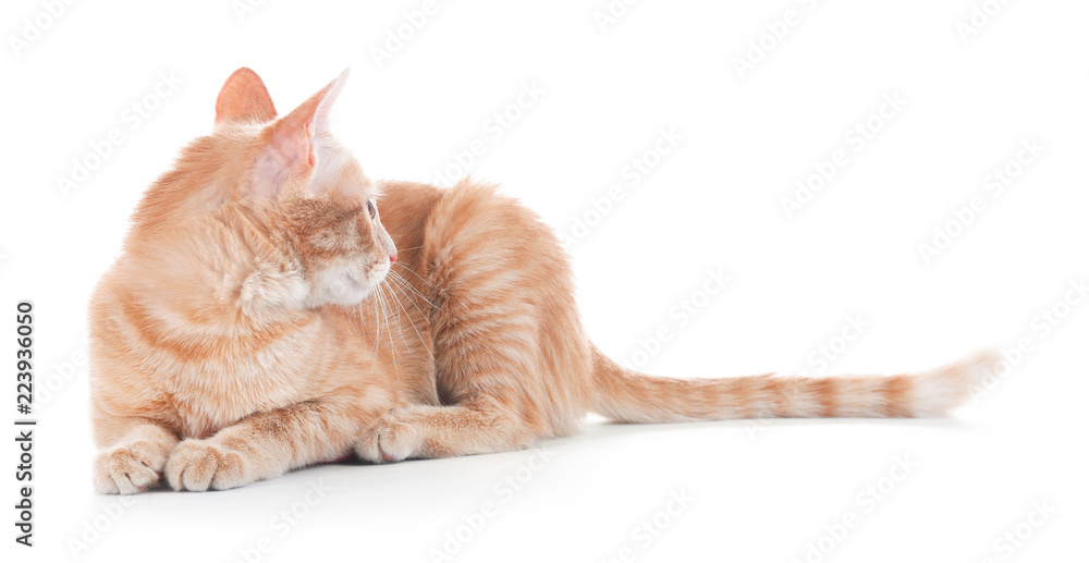 Adorable yellow tabby cat on white background Adorable yellow tabby cat on white background