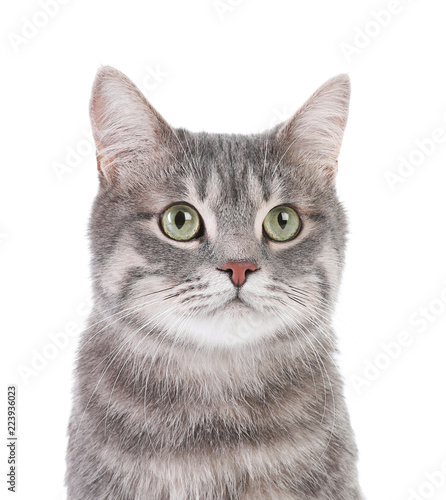 Fotografie, Obraz Portrait of gray tabby cat on white background. Lovely pet