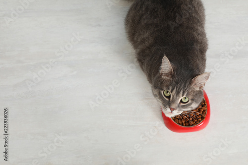 Fototapeta Naklejka Na Ścianę i Meble -  Adorable cat near bowl of food indoors. Pet care