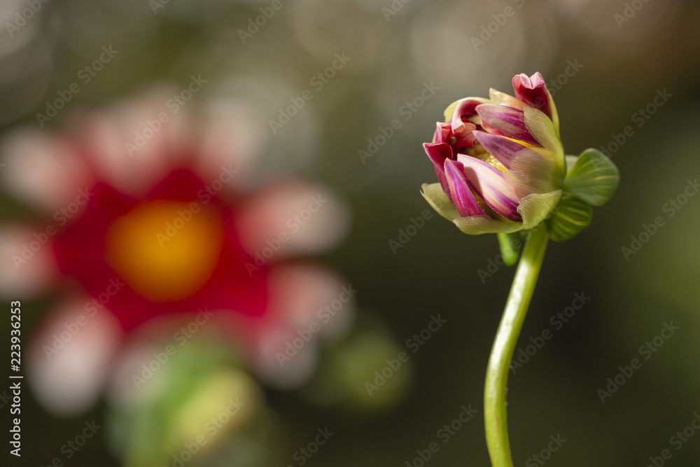 Obraz premium Dahlien_knospe kurz vor der Öffnung. Im Hintergrund eine offene Dahlienblüte im Bokhe
