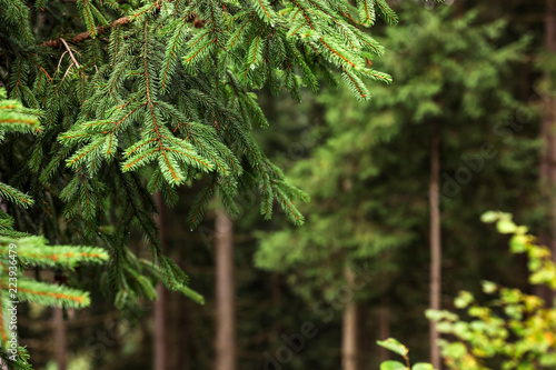Beautiful fir with green branches in forest, closeup
