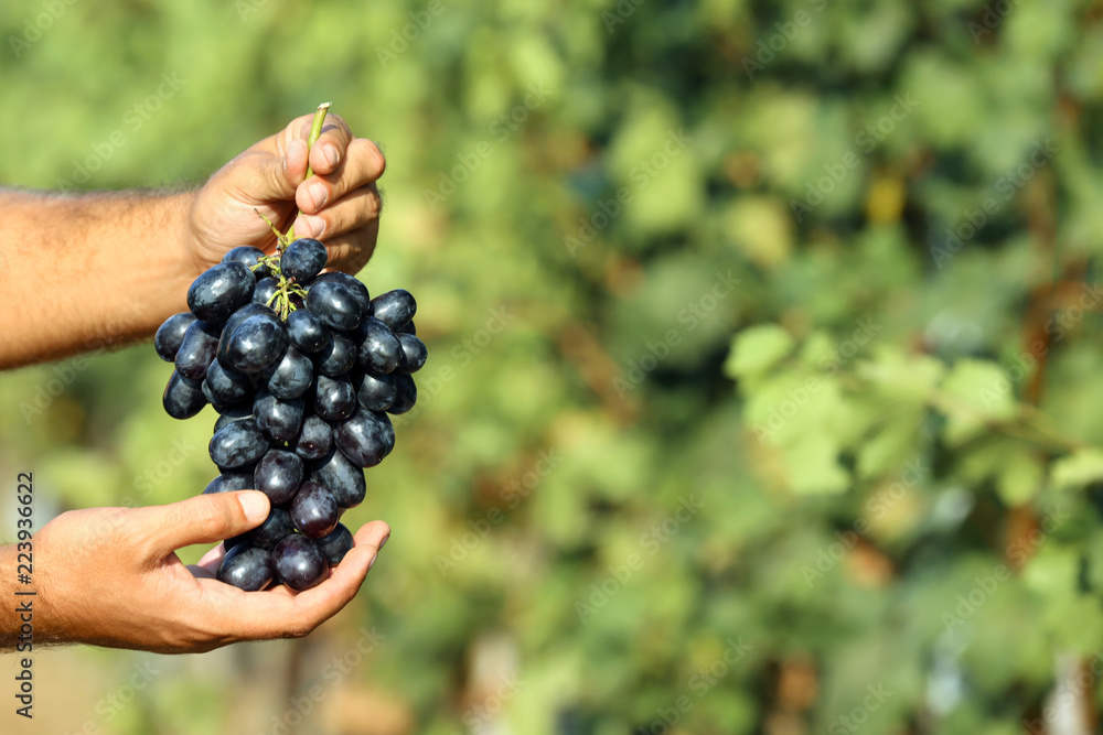 Man holding bunch of fresh ripe juicy grapes in vineyard, closeup