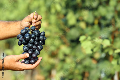 Man holding bunch of fresh ripe juicy grapes in vineyard, closeup