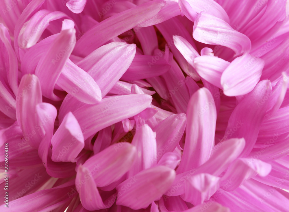 Beautiful aster flower as background, closeup view Beautiful aster flower as background, closeup view