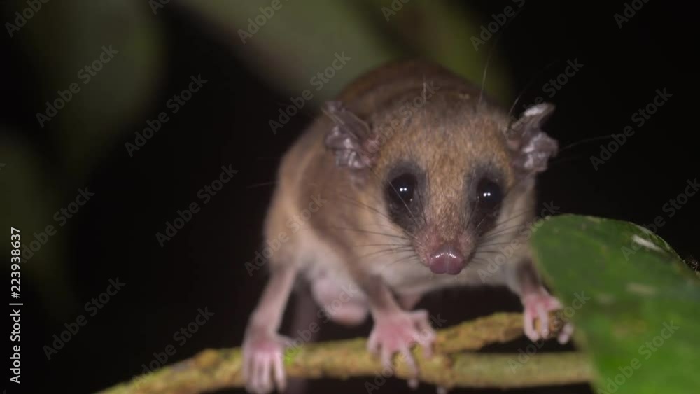 A tiny Mouse Opossum (Marmosa sp.) on the branch of a shrub in the rainforest in the Ecuadorian Amazon at night. A tiny Mouse Opossum (Marmosa sp.) on the branch of a shrub in the rainforest in the Ecuadorian Amazon at night.