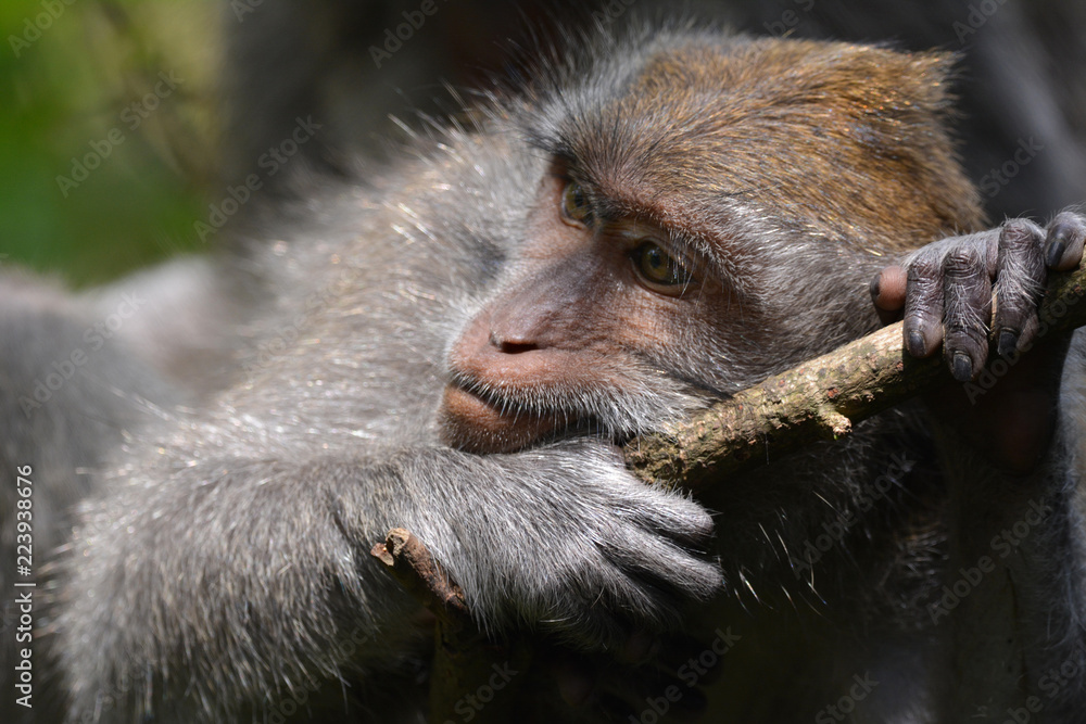 Obraz premium Long-tailed Macaque