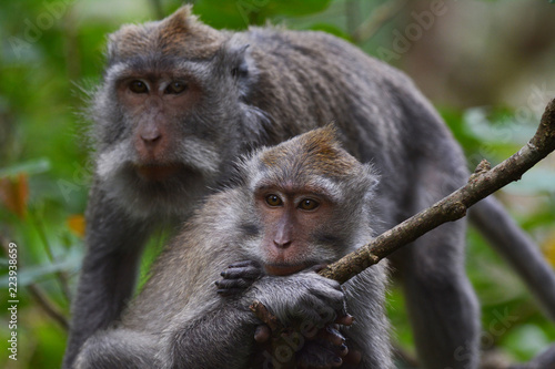 Long-tailed Macaque © Jess LeClerc