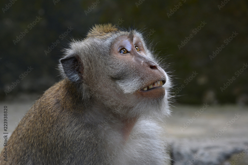 Obraz premium Long-tailed Macaque